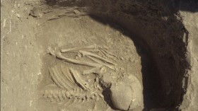 Anatolia Skeleton 