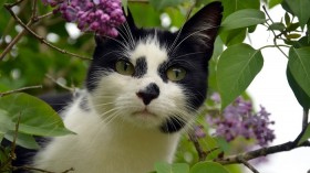 Black and White Cat 