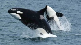 Killer Whales 