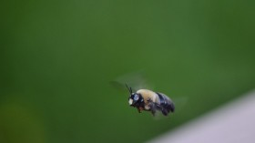 Carpenter Bee 