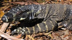 Monitor Lizard 