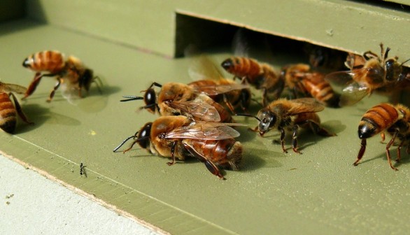 Honeybees 