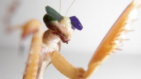 Mantis Wearing 3D Glasses 