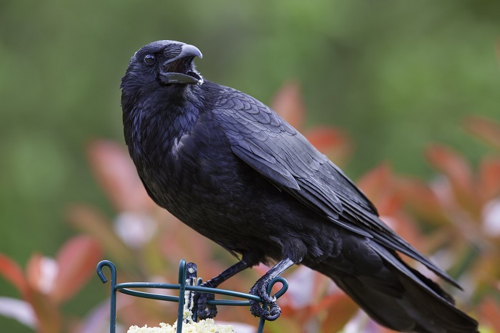 wild republic crow