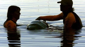 Pygmy Sperm Whale