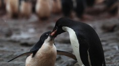 Adelie Penguin