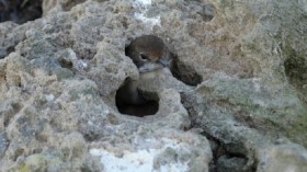 Common Whitethroat