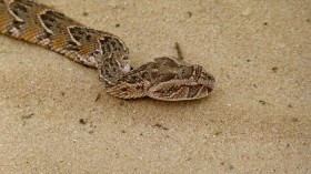 Puff Adder 