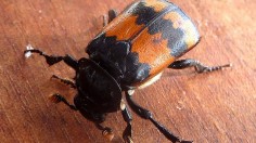 Burying Beetle 