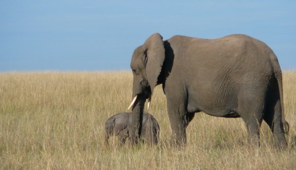 Elephants 