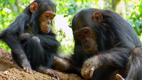 Chimpanzees 