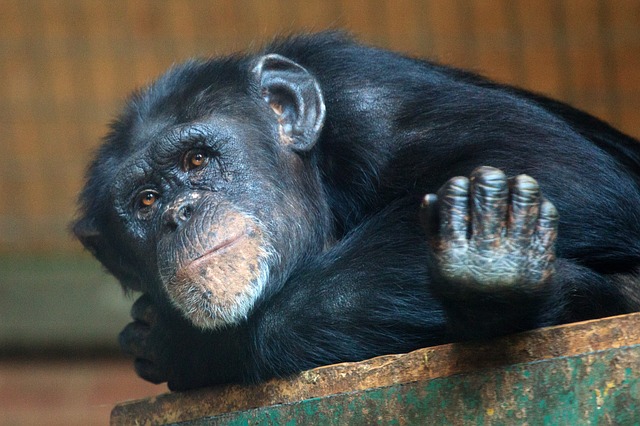 Human Brain Grows Faster and Longer than Chimps in Womb : Animals