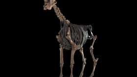 Ancient Giraffe 