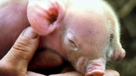 A Chinese farmer shows a piglet born with two heads and three eyes in Zhaodun village, Jiangsu province, June 2, 2001