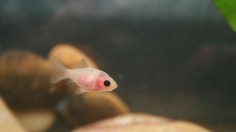 Baby Fish 