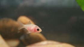 Baby Fish 