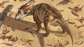 Baby Chasmosaurus