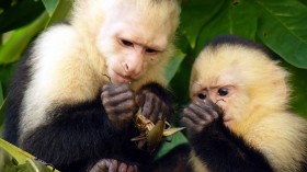 Capuchin Monkeys