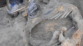 Frozen Mammoth Carcass 