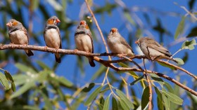 Zebra Finches 