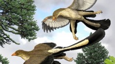 Archaeopteryx