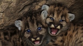 Two baby mountain lions 