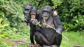 Chimpanzees