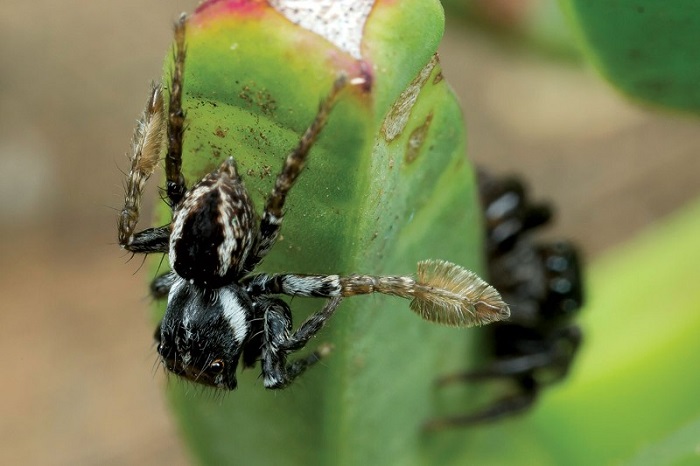 Male Jumping Spiders New Species Plays Peek A Boo To Woo Mates News Nature World News 4395
