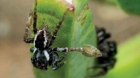 Jumping Spider 