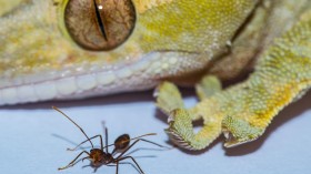 Gecko and Ant 