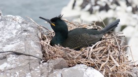 European Shag 