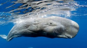 Sperm Whale 