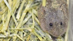 Lone Prairie Vole 