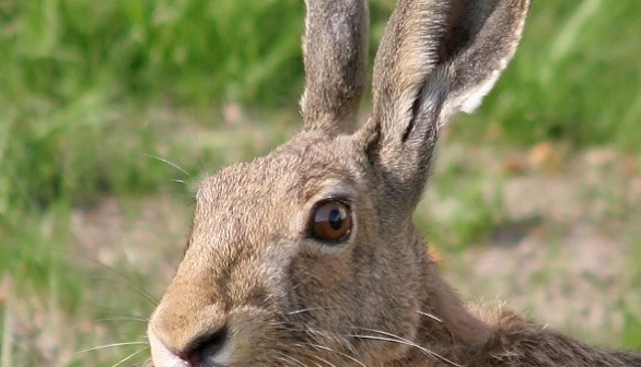 Hare 