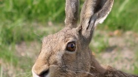 Hare 