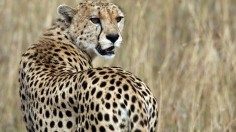 A cheetah observes the plains in Masai Mara game reserve in Kenya,  July 24, 2008