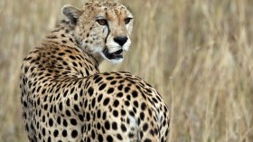 A cheetah observes the plains in Masai Mara game reserve in Kenya,  July 24, 2008