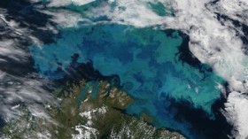 Phytoplankton Bloom