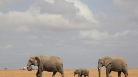 Amboseli Elephants