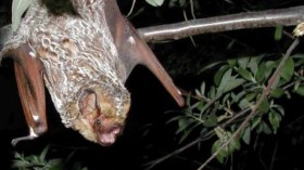 Hoary Bat