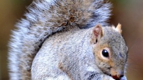 Grey Squirrel 