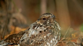 A Puerto Rican nightjar