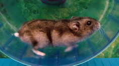 Hamster Wheel 