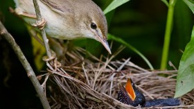 Brood Parasitism 