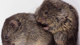 Prairie Voles