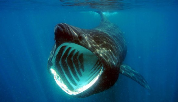 Basking Sharks 