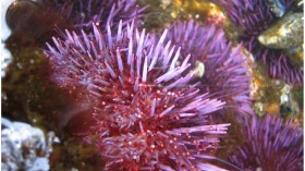 Sea Urchin 