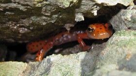 Spotted Salamander 