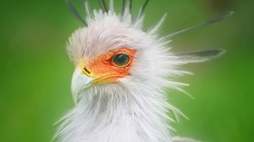 Secretary Bird 