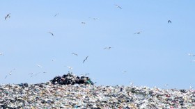 Birds at Landfill 